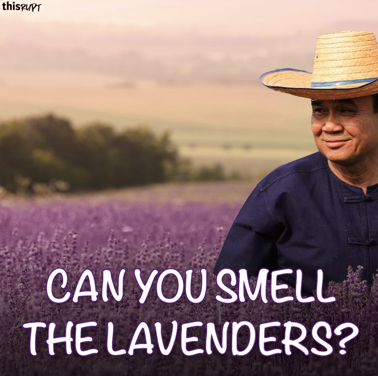 Warlords, mafias, and tycoons: a Siamese lavender field
